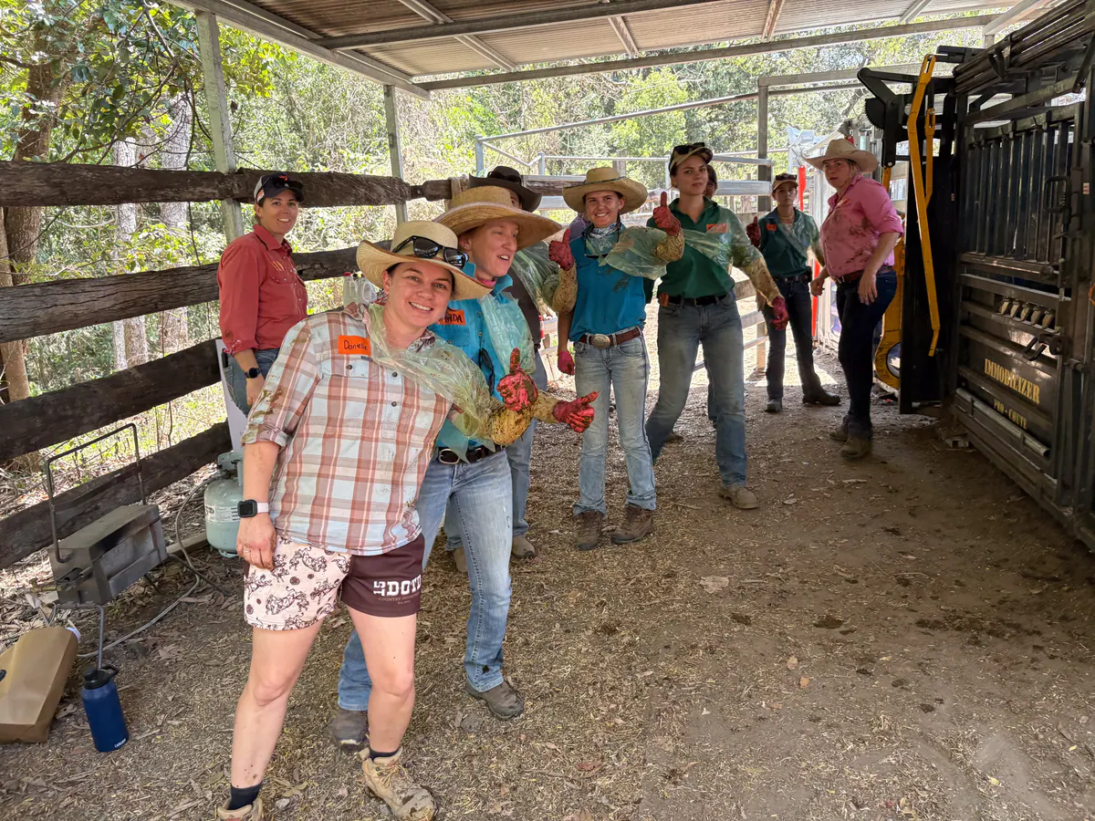 Participants learning pregnancy testing in the cattle yards