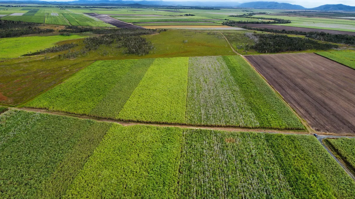 Aerial view of cane fields