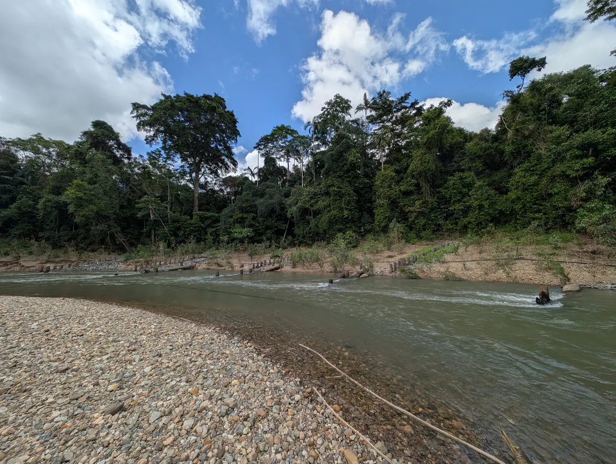 Murray Creek running clear between forested banks