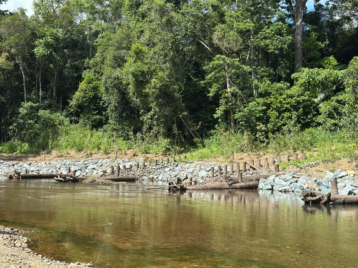 Timber pile fields along the bank of Murray Creek, below the rainforest